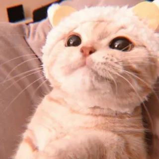 🥯 b9e27703 Katze, Haustier, Kätzchen, süß, Tier, Hauskatze, Katzenartig whatsapp sticker