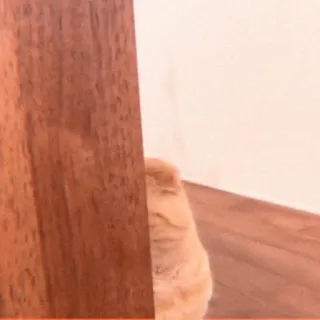 😶 bbb67269 Katze, orange Katze, verstecken, spähen, Tier, Haustier whatsapp sticker