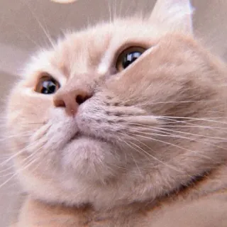 😤 d442d5e7 Katze, niedlich, Haustier, Tier, Kätzchen whatsapp sticker