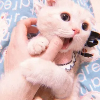 🦁 d7deff1e Katze, Kätzchen, Haustier, Tier, süß, spielerisch, beißen whatsapp sticker