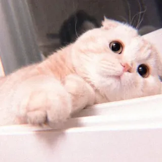 🥺 ed50fc9e Katze, Kätzchen, süß, Haustier, Tier, Schottische Faltohrkatze whatsapp sticker