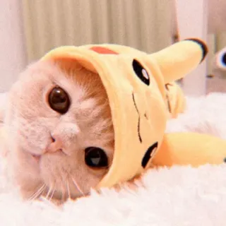✨ ef154faa Pikachu Pokemon Katze, Pikachu, Pokémon, Tier, süß, Haustier whatsapp sticker