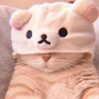 ✨ f1b40c64 Katze, Tier, niedlich, Bärenmütze, Haustier whatsapp sticker