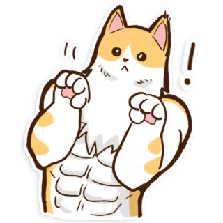 😯 aa44438c gatto, meme, divertente, palestrato, muscoloso, adesivo telegram sticker