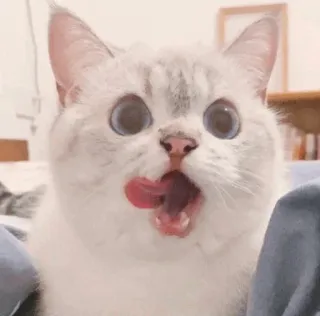 🌧 3ce94331 kot, słodki, zwierzę, zwierzak, śmieszny, kociak, uroczy telegram sticker