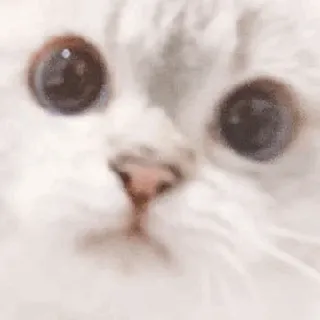 🌧 4822c8d4 kot, zwierzę, słodki, zwierzak, biały kot, oczy telegram sticker