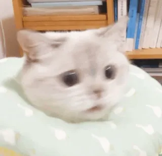 🌧 7ac30d30 kot, słodki, zwierzę, zwierzak, kociak, obroża telegram sticker