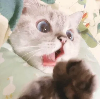 🌧 9b55f943 kot, kotek, zszokowany, zaskoczony, słodki, zwierzę telegram sticker