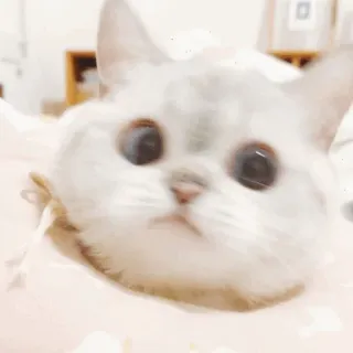 🌧 e7556140 kot, słodki, kociak, zwierzę, zwierzę domowe, zwierzę domowe telegram sticker