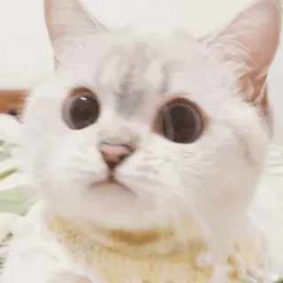 🌧 ebea29a3 kot, kociak, słodki, zwierzę, zwierzak, biały kot telegram sticker