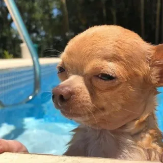 🐶 2e3abad2 chihuahua, anjing, anak anjing, kolam, lucu, hewan whatsapp sticker