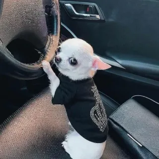 🐶 8668cb0d anjing, chihuahua, hewan peliharaan, menyetir, lucu, mobil whatsapp sticker