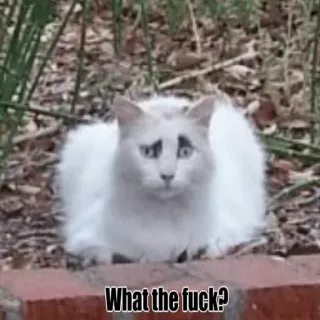 😕 7c2ec788 What the fuck? Katze, beleidigend, Meme whatsapp sticker