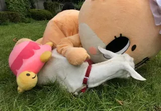 Chiitan @gifs_chiitan whatsapp stickers