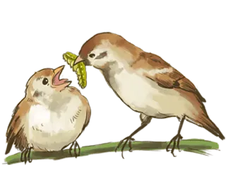 Chik Chirik the sparrow whatsapp stickers