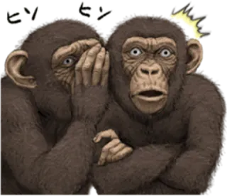 🐵 03e2445f ヒソ ヒソ simpanse, berbisik, rahasia, gosip, lucu, binatang whatsapp sticker