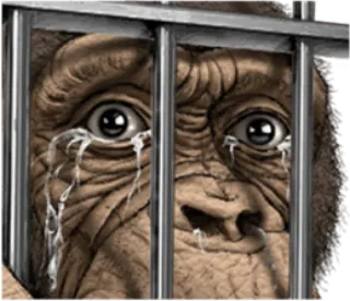 🐵 0f24e5d4 monyet, binatang, sedih, menangis, kandang, penangkaran, primata whatsapp sticker