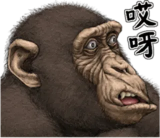 🐵 39e69a8f 哎呀 monyet, kera, binatang, kartun whatsapp sticker