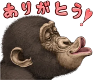 🐵 835cb776 ありがとう！ terima kasih, arigato, monyet, kera, binatang, salam, kartun whatsapp sticker