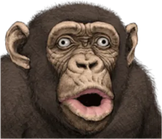 🐵 aba62f07 kera, monyet, binatang, kaget, terkejut, simpanse, simpanse whatsapp sticker