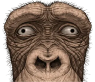 🐵 d518012d binatang, kera, monyet, primata, wajah, mata, gorila whatsapp sticker