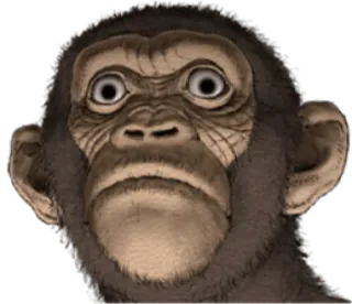 🐵 e82a426b monyet, binatang, kera, primata, satwa liar, kebun binatang, lucu, meme whatsapp sticker