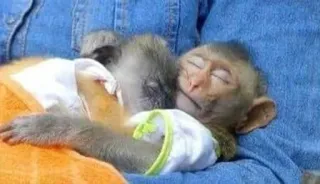 💜 2bf1192e animal, singe, sommeil, mignon, bébé telegram sticker