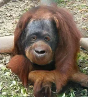 monke telegram stickers