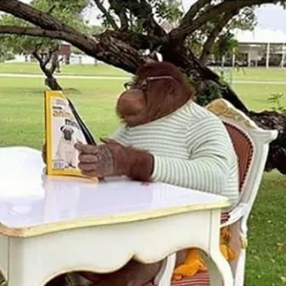 📚 724e7662 singe, lecture, chaise, lunettes, animal telegram sticker