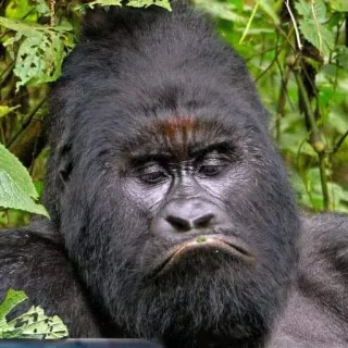 😔 83e0a31f gorille, animal, primate, singe, triste, visage telegram sticker