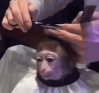 monke whatsapp stickers