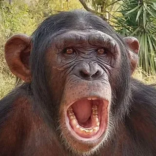 monke whatsapp stickers