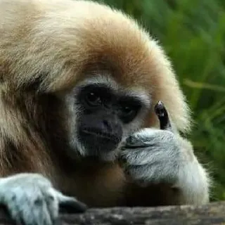 👍 d2469397 singe, doigt d'honneur, offensant, geste, animal telegram sticker