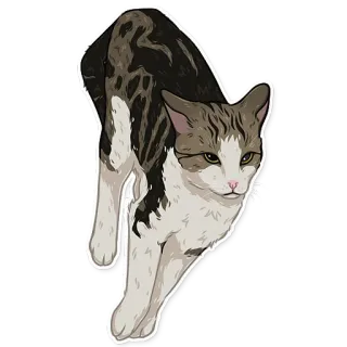 😱 25ee823d kat, dier, huisdier, katachtig, huiskat, cyperse kat, sticker telegram sticker