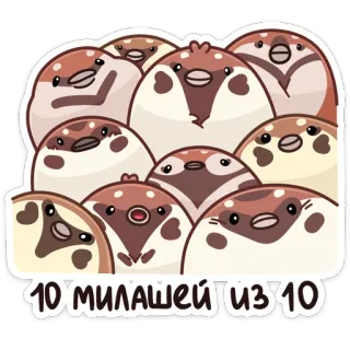 😊 3fd50ba1 10 МИЛАШЕЙ ИЗ 10 鸟, 可爱, 动物, 贴纸, 卡通 whatsapp sticker