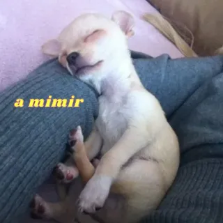 😴 02dba5a2 a mimir 狗, 吉娃娃, 小狗, 睡觉, 可爱, 宠物, 动物 telegram sticker