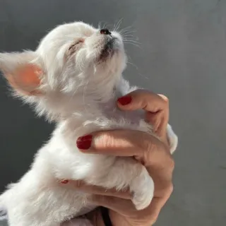 ☀️ 03e97f96 小狗, 狗, 小型犬, 白狗, 吉娃娃, 宠物, 动物, 可爱 telegram sticker