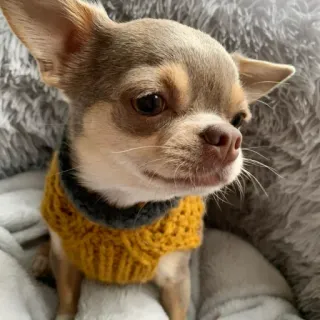 Redesconjacky telegram stickers