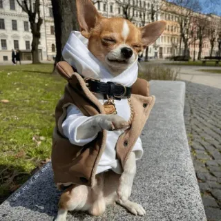 Redesconjacky telegram stickers