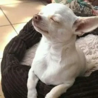 🤨 0ad10fae 狗, 吉娃娃, 宠物, 动物, 可爱, 小, 白色 telegram sticker