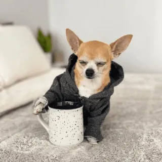 ☕️ 0d20fd07 吉娃娃, 狗, 小狗, 可爱, 动物, 宠物, 连帽衫, 咖啡, 马克杯 telegram sticker