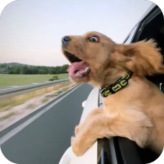 🫥 14f70534 狗, 小狗, 动物, 汽车, 旅行, 窗户, 可爱 telegram sticker