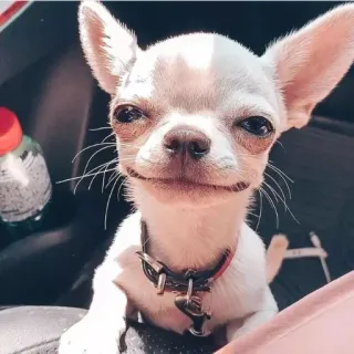 🙂 1bac0909 狗, 吉娃娃, 宠物, 动物, 小狗, 小型犬, 可爱 telegram sticker