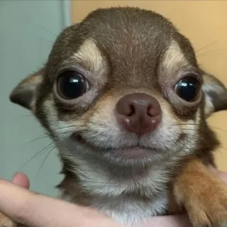 😐 1c6c91b7 狗, 吉娃娃, 宠物, 动物, 可爱, 肖像, 小型犬, 哺乳动物 telegram sticker