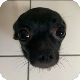 🫥 258768bc 狗, 动物, 可爱, 宠物, 吉娃娃, 小狗 telegram sticker