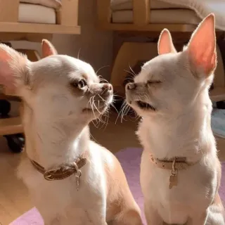 👀 2d8df012 吉娃娃, 狗, 动物, 宠物, 可爱, 小狗 telegram sticker