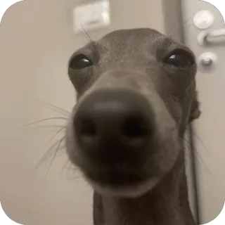 🫥 36d4df6a 狗, 特写, 动物, 宠物, 意大利灰狗, 搞笑, 可爱 telegram sticker