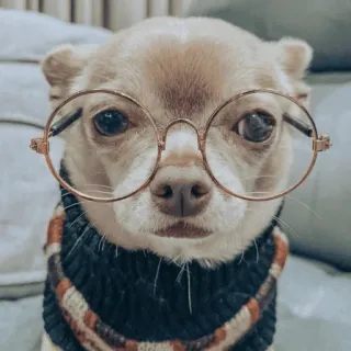 🥸 4325b374 狗, 吉娃娃, 眼镜, 可爱, 动物, 宠物 telegram sticker
