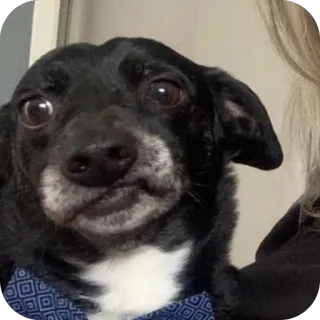 🫥 48849734 狗, 宠物, 动物, 领结, 可爱 telegram sticker