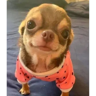 🥰 48ba91af 吉娃娃, 狗, 宠物, 可爱, 动物, 小狗, 小型犬 telegram sticker